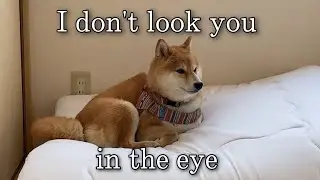Shiba inu IGNORE Owner’s Peek-a-boo