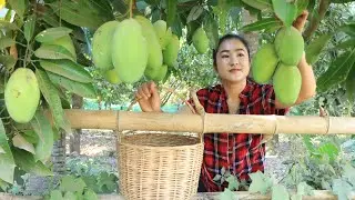 Mango season is coming again in my village / Harvest mango for my recipe / Cooking with Sreypov