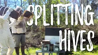 Beekeeping: Splitting Hives to Prevent Swarming