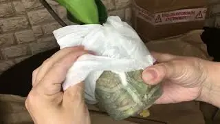 #4  Обзор двух посылок с орхидеями от разных продавцов.