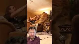Why Is This Lion in A Living Room?
