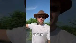 Transform Your Garden with Organic Moringa Trees