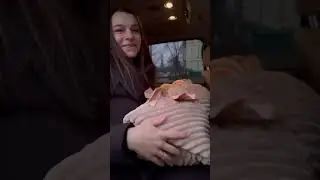 Син❤️