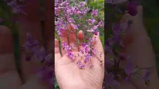 цветение василистника