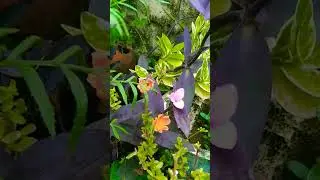 Phool ka khubsurat jawab #short #video #shortvideo