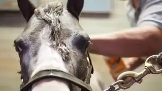 Mini Horse Takes a Shower