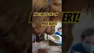 Huge abscess on cow! #cow #pus #pimplepopper #oddlysatisfying