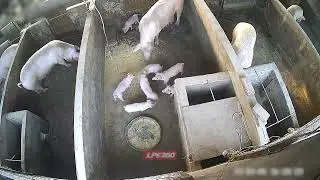 Pig sends fighting piglet into another box