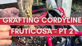 Grafting Cordyline Fruticosa -Pt 2