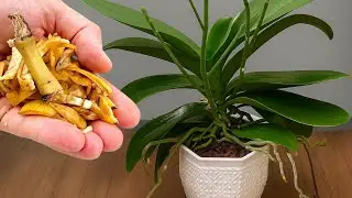 Just sprinkle banana peels on top and your orchids will bloom like crazy.