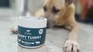 Dr. Shiba Happy Tummy Dog Treats, first time ng mga aso ko ito matikman!