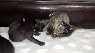 Bully Tiny Kitten Wants to Play Games