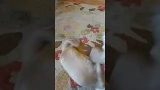 Charlie Tricks