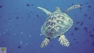 Музыка подводного Мира — Underwater World Music