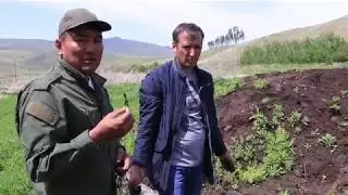 May every Kazakh be rich! Growing scythes. The most profitable and 