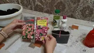 КАК САЖАТЬ ФЛОКСЫ