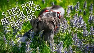 Follow These 5 Tips To Get Better Dog Photos