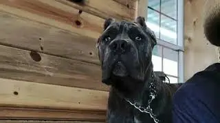 The Many Faces OF Gumbo Kennels