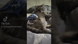 люблю #shorts #животные #cat #beautiful #попугай #красота #счастье #любовь #музыка #питомцы #хит