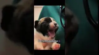 Benzemaaaaa🗣️ #humor #dog #marianocloss #narrador #championsleague #realmadrid #viral #shorts