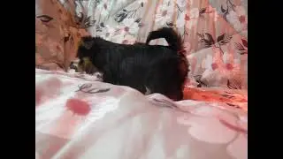 Йоркширский терьер щенки
