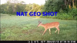 Fun with Trail Cams Fife Lake Style July 2024