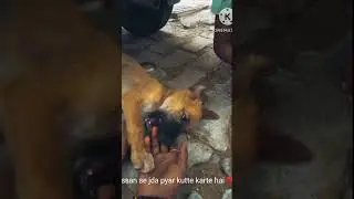ye bhi pyar ke  bhuke hote hai 🥺#dog #doglover #love #viral #trending #comment