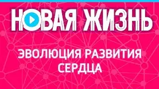 Эволюция развития сердца
