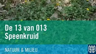 De 13 van 013: Speenkruid