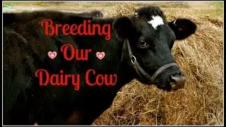 Breeding Our Dairy Cow~