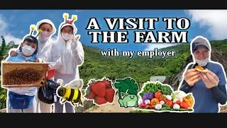 A VISIT TO THE FARM WITH MY EMPLOYER 🇭🇰 Strawberry & Tomato picking | Bee Adventure etc.
