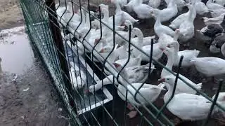 Kazistan #goose