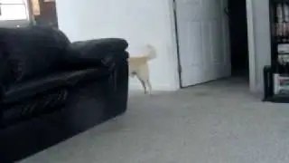 Buddy and Goober playing