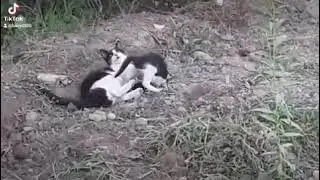 Кошка играет в мам
