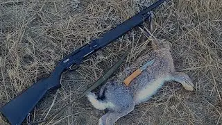 Tavşan avı 20 kalibre (20 Cal Rabbit hunting)  Akdaş Ax220s