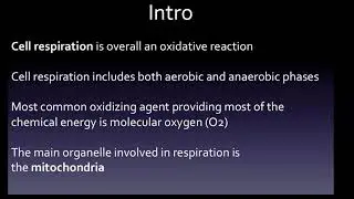 HESI A2 Exam: Cellular Respiration