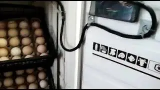 DIY incubator from a refrigerator.
