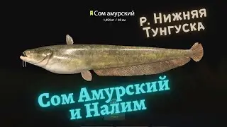 Русская рыбалка 4 (РР4) р. Нижняя Тунгуска - Сом Амурский, Налим