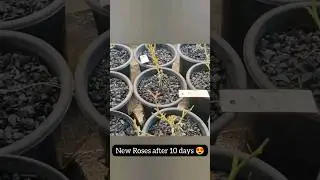 New Roses from Pushpanjali Pranabir 😍 | गुलाब लगाने के 10 दिन बाद growth शुरू हो गया  #shorts