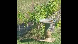 Oriole Enjoying The Birdbath