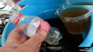 aminoasit ile bakteri uygulaması hobi günlüğü 207
