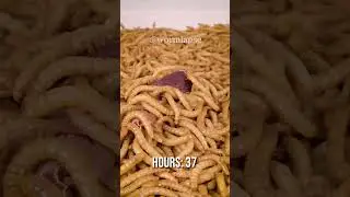 10 000 Mealworms vs. PIGS HEART