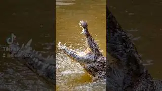 Crocodile Intelligence