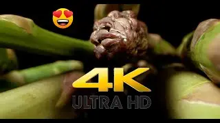 Macro Magic with Asparagus | Stunning Shots Using Laowa 24mm Lens