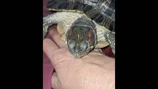 🦕 Burger, The Cuddly Dinosaur 🐢 ❤️