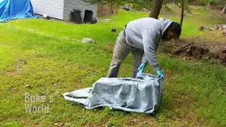 How to Release a Skunk from a Have A Heart Live Trap