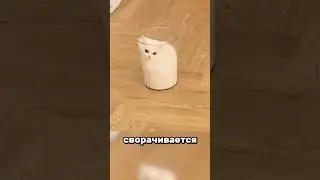 Cats Are Liquid