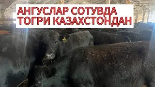ТОГРИ КАЗАХСТОНДАН 100 % ТОЗЗА АБЕРДИН АНГУСЛАР СОТУВДАН 903057667 901550444