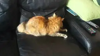 Кошка Майка. В преддверии сезона охоты