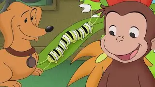 ¡Jorge y Hundley se hacen amigos de una oruga! 🐛 | Episodios Completos 🐵 Jorge El Curioso
